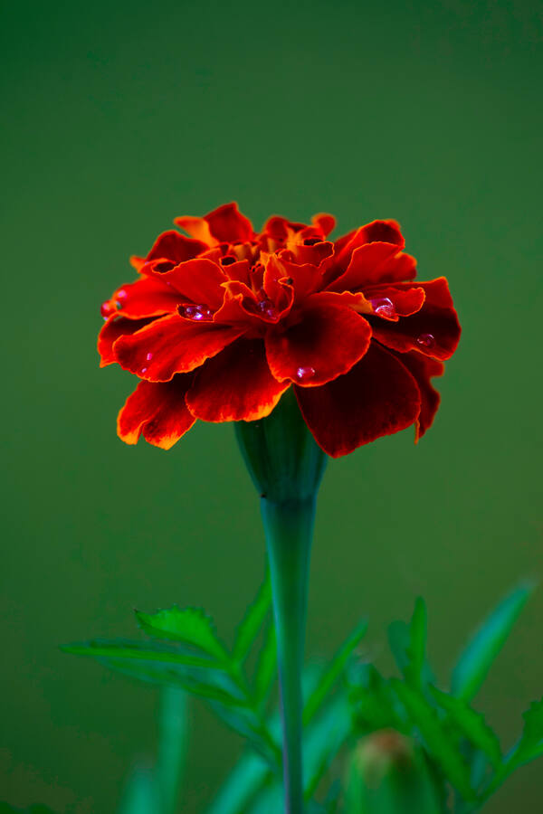 Flower photograph